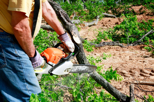 Best Tree Care Services  in West Wendover, NV